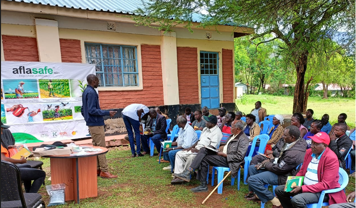 Training farmers on use of Aflasafe in Kerio-Valley